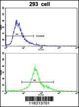 EMILIN1 Antibody