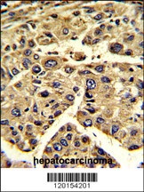 EIF3H Antibody