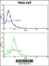 EIF3H Antibody