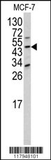 DXO Antibody