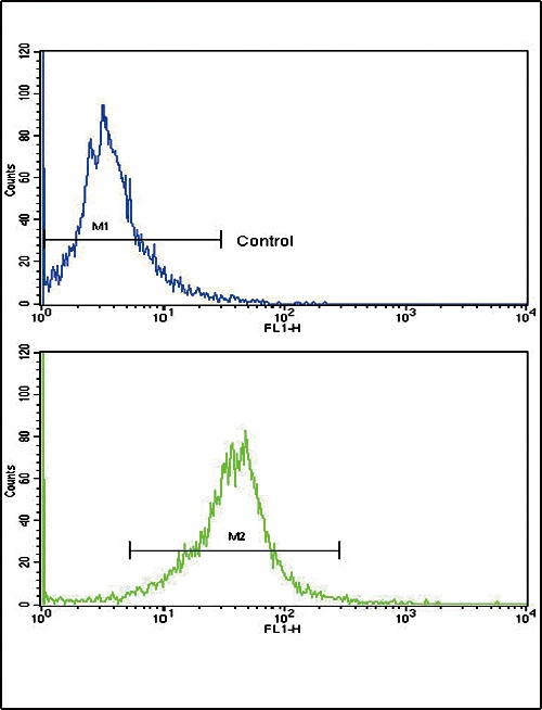 CACNG5 Antibody