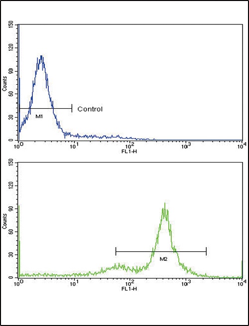 TDG Antibody