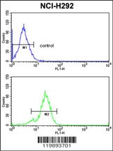 TDG Antibody