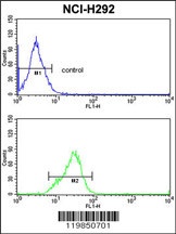 SFRS5 Antibody