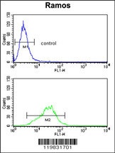 RPS9 Antibody