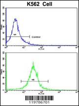 CFHL1 Antibody