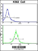 CFHR1 Antibody