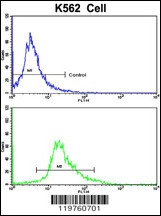 CCRN4L Antibody