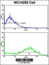 CALD1 Antibody