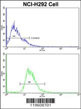 EEF1A1 Antibody