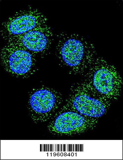 EEF1A1 Antibody