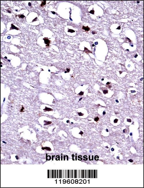 EEF1A1 Antibody