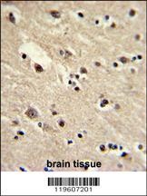 EEF1A1 Antibody