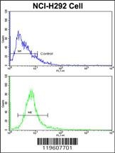 EEF1A1/ EEF1A2 Antibody