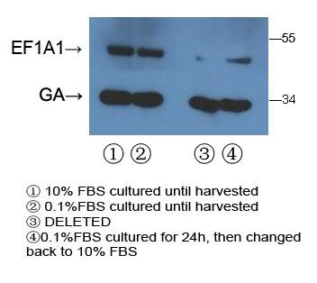 EEF1A1/ EEF1A2 Antibody