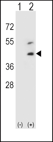 DCN Antibody