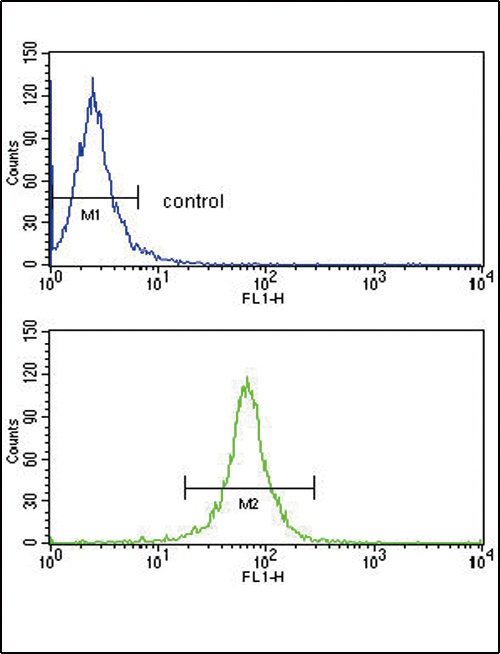 DCN Antibody