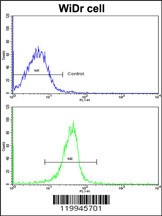 KLF6 Antibody