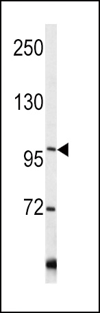 COL6A1 Antibody