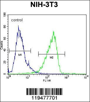 CNN3 Antibody