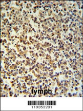 GZMB Antibody