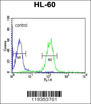 GZMB Antibody