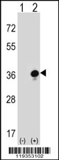 GZMB Antibody