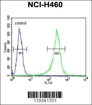 GNS Antibody