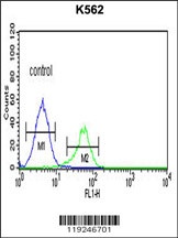 CTSE Antibody