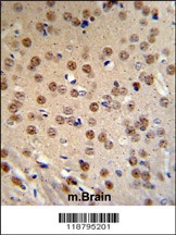 WTX Antibody