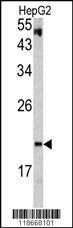 VHL Antibody