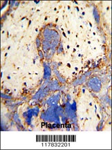 CPZ Antibody