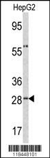 ORM1 Antibody