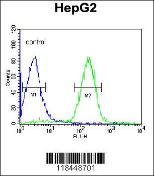 ORM1 Antibody