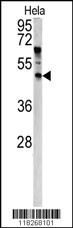 ANGPTL7 Antibody