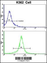 ACTG1 Antibody