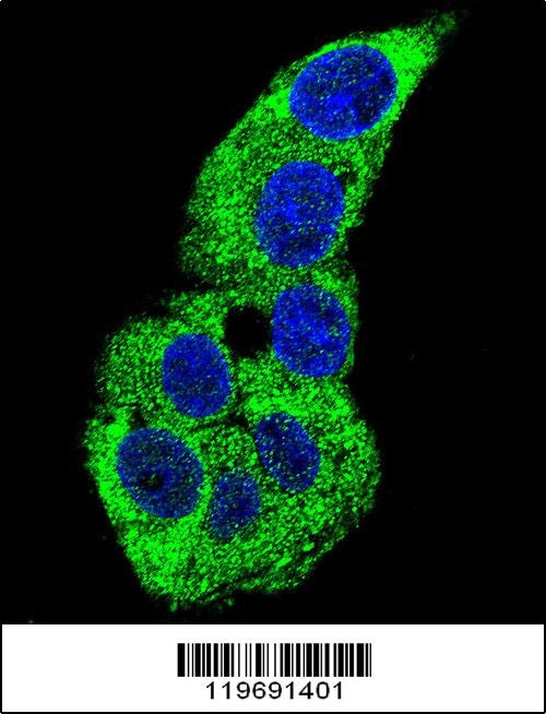 ACTG1 Antibody