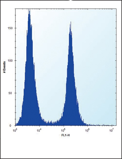 ENO1 Antibody