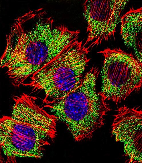 ENO1 Antibody