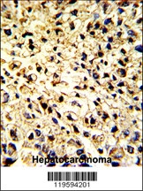 CD302 Antibody