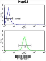 DCL-1 Antibody
