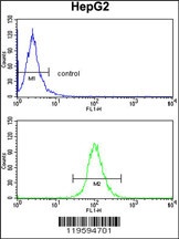 CD302 Antibody