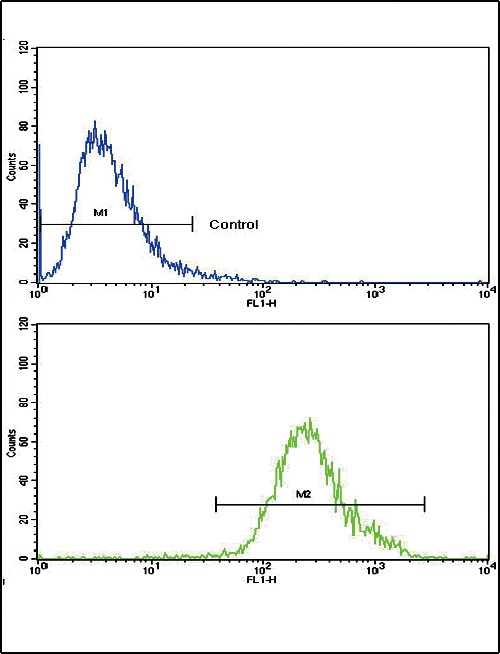 CNOT8 Antibody