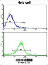 CLNS1A Antibody