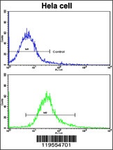 ARPC1A Antibody