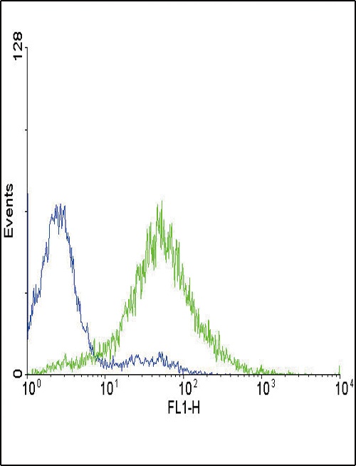 EDNRA Antibody