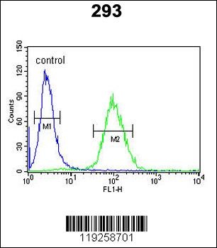 DPP8 Antibody