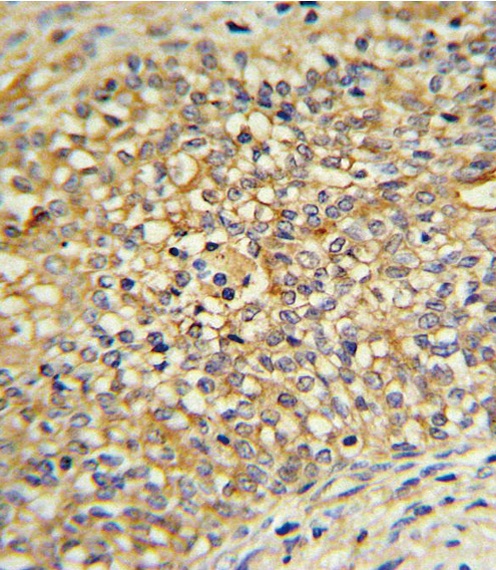 UDB17 Antibody