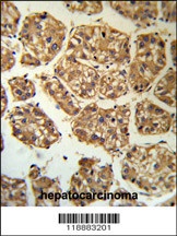 BLNK Antibody