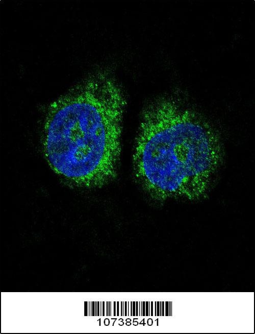 NR4A2 Antibody